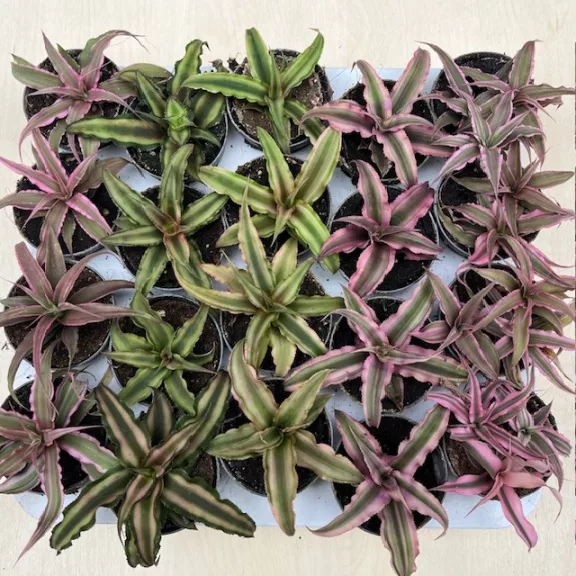Kétsávos levélcsillag - Cryptanthus bivittatus többféle színben