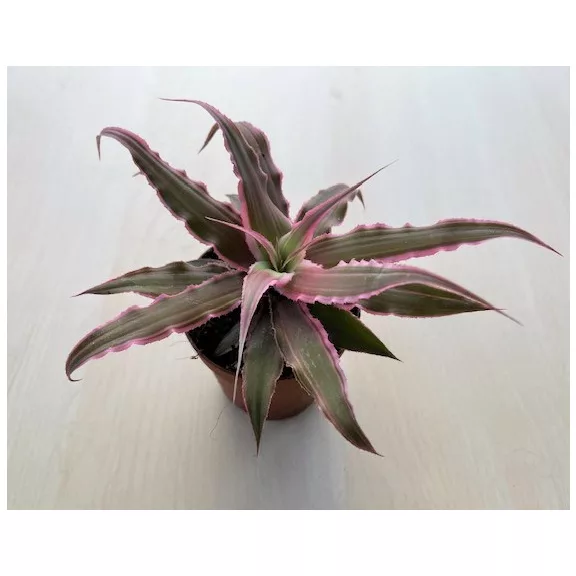 Kétsávos levélcsillag - Cryptanthus bivittatus többféle színben