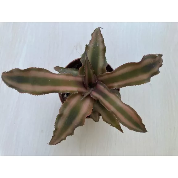 Kétsávos levélcsillag - Cryptanthus bivittatus többféle színben