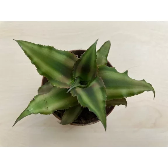 Kétsávos levélcsillag - Cryptanthus bivittatus többféle színben