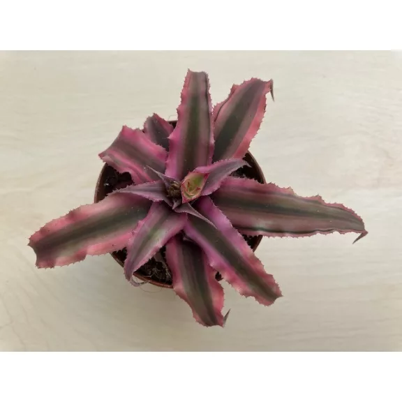 Kétsávos levélcsillag - Cryptanthus bivittatus többféle színben
