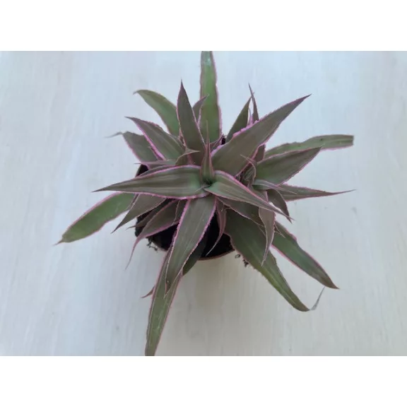 Kétsávos levélcsillag - Cryptanthus bivittatus többféle színben