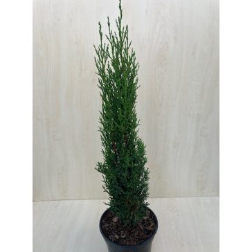 Cupressus sempervirens 'Totem' - Európai ciprus