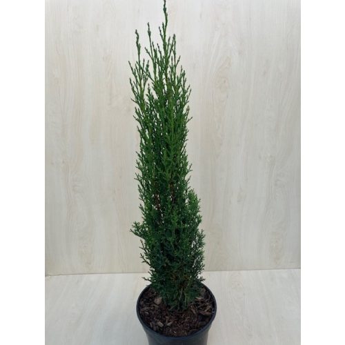 Cupressus sempervirens 'Totem' - Európai ciprus