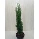 Cupressus sempervirens 'Totem' - Európai ciprus
