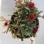 Delosperma - Kristályvirág bordó