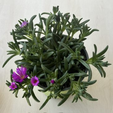 Delosperma - Kristályvirág (1 db)