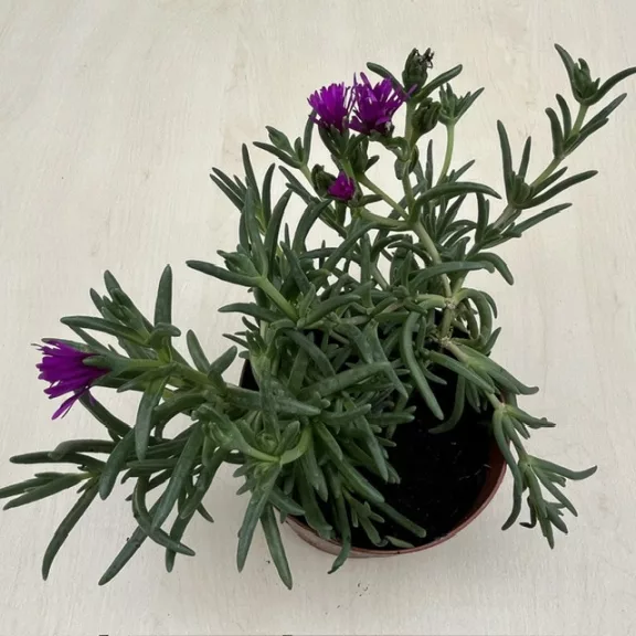 Delosperma - Kristályvirág (1 db)