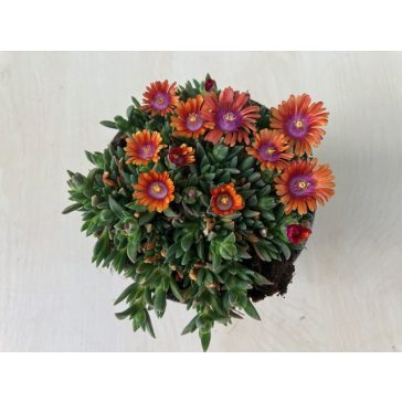 Délvirág 'Fire Spinner'