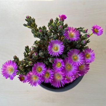 Délvirág 'Nelli' - rózsaszín