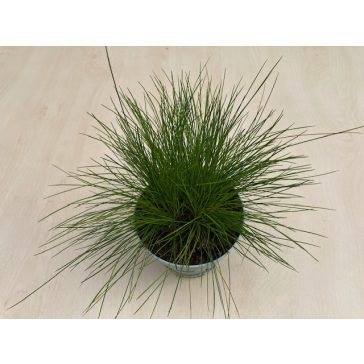 Deschampsia flexuosa 'AmiLime' - Erdei sédbúza