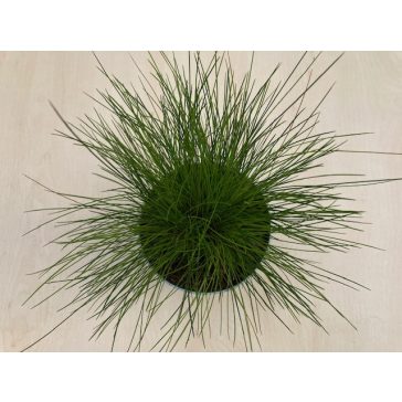 Deschampsia flexuosa 'AmiLime' - Erdei sédbúza