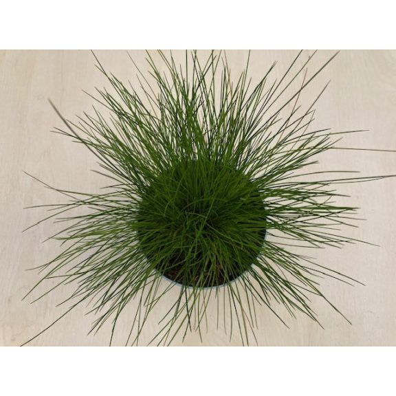 Deschampsia flexuosa 'AmiLime' - Erdei sédbúza