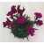 Dianthus Beauties - Elvirágzott