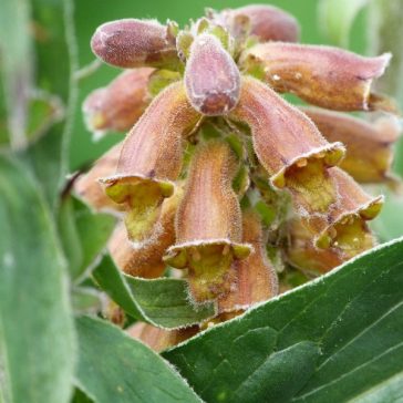 Kisvirágú gyűszűvirág