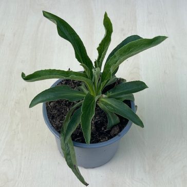 Kisvirágú gyűszűvirág