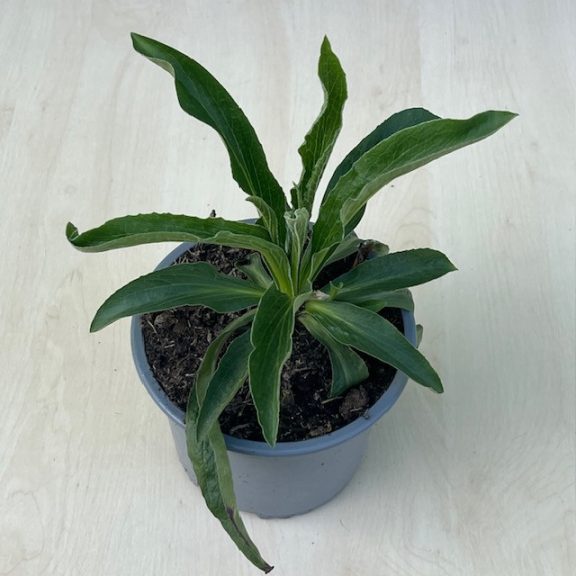 Kisvirágú gyűszűvirág