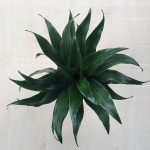Dracaena deremensis 'Compacta'