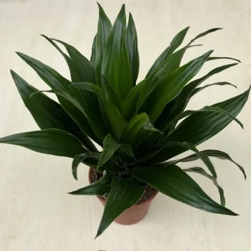 Dracaena deremensis 'Compacta' 