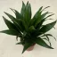 Dracaena deremensis 'Compacta' 