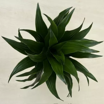 Dracaena deremensis 'Compacta' 
