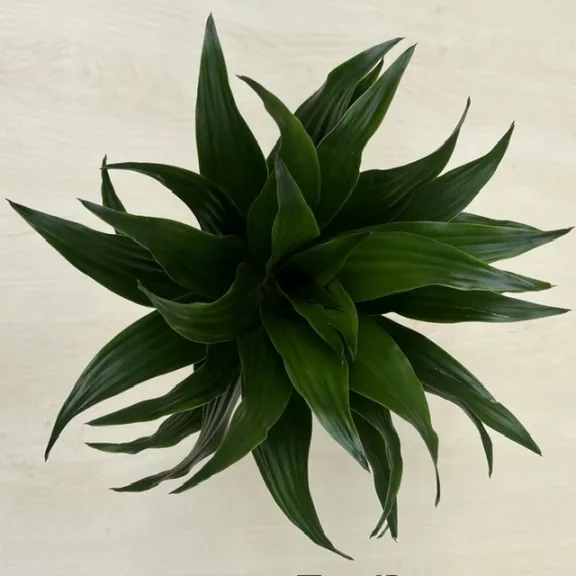 Dracaena deremensis 'Compacta' 