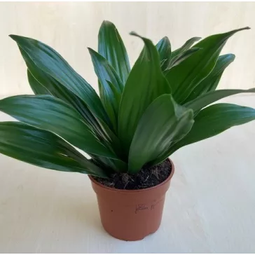 Dracaena deremensis 'Compacta' 