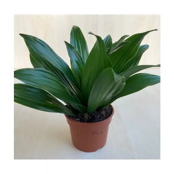 Dracaena deremensis 'Compacta' 