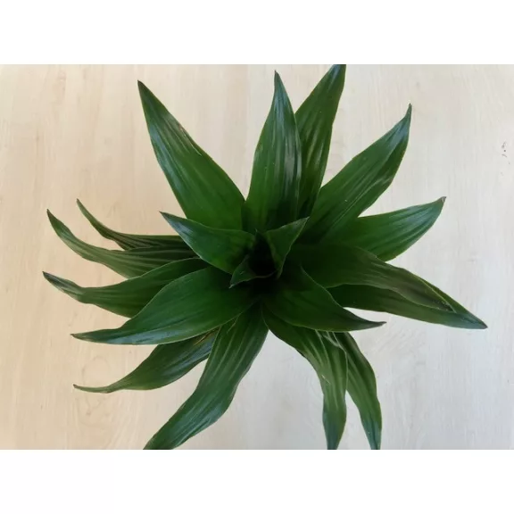 Dracaena deremensis 'Compacta' 