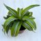 Dracaena fragrans 'Lime Surprise'