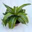 Dracaena fragrans 'Lime Surprise'