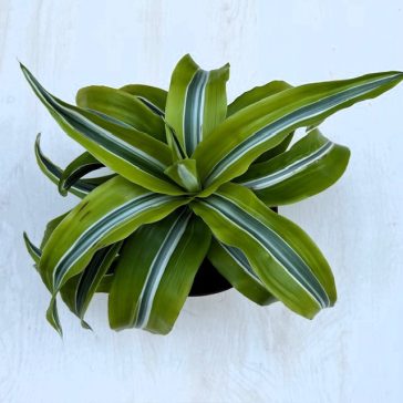 Dracaena fragrans 'Lime Surprise'