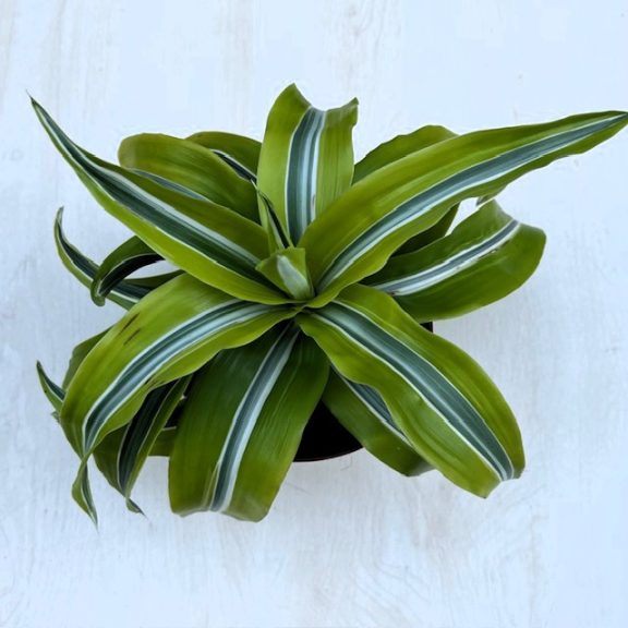 Dracaena fragrans 'Lime Surprise'