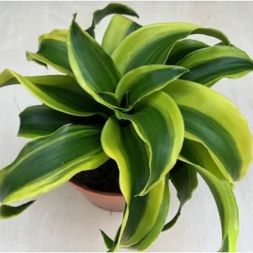Dracaena fragrans 'Tornado' variegata