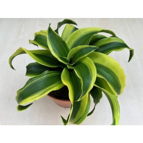 Dracaena fragrans 'Tornado' variegata