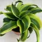 Dracaena fragrans 'Tornado' variegata