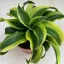 Dracaena fragrans 'Tornado' variegata