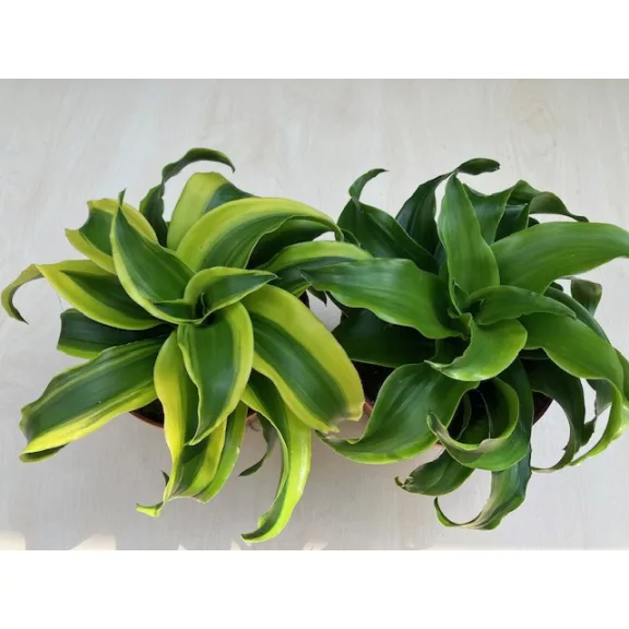 Dracaena fragrans 'Tornado' variegata