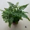 Dryopteris többféle