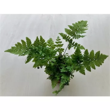 Dryopteris többféle