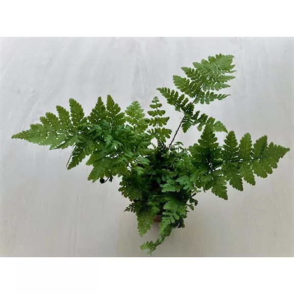 Dryopteris többféle