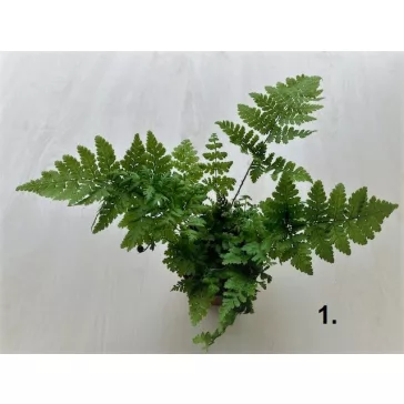 Dryopteris többféle