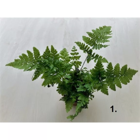 Dryopteris többféle