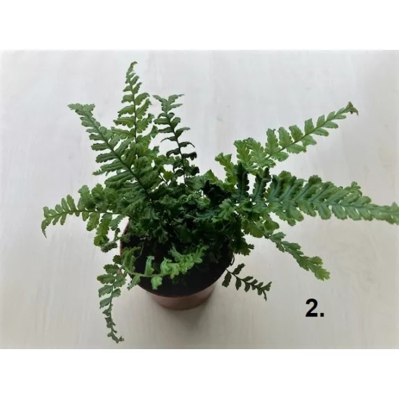 Dryopteris többféle