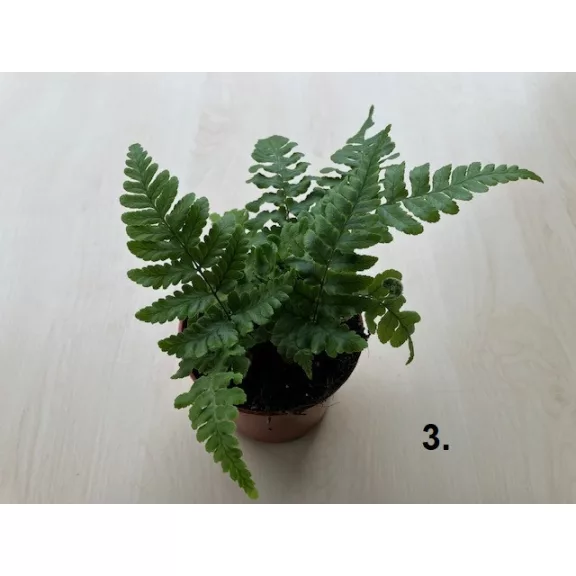 Dryopteris többféle