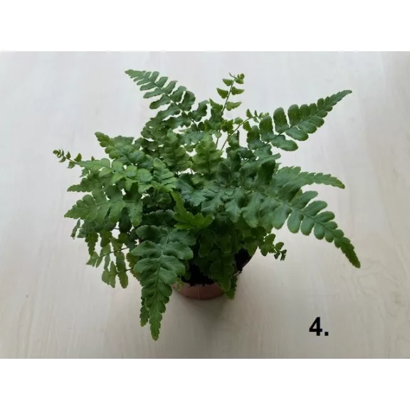 Dryopteris többféle