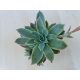 Echeveria