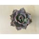 Echeveria