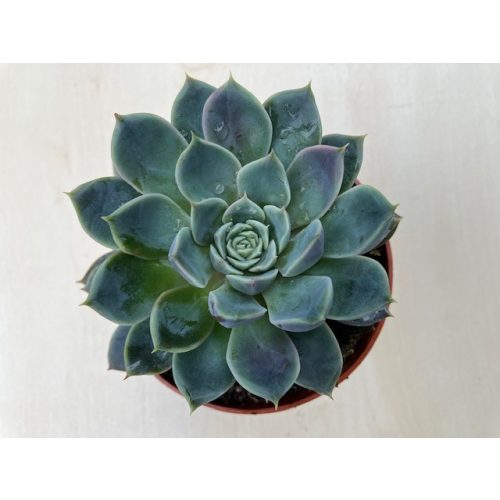 Echeveria 