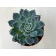 Echeveria 